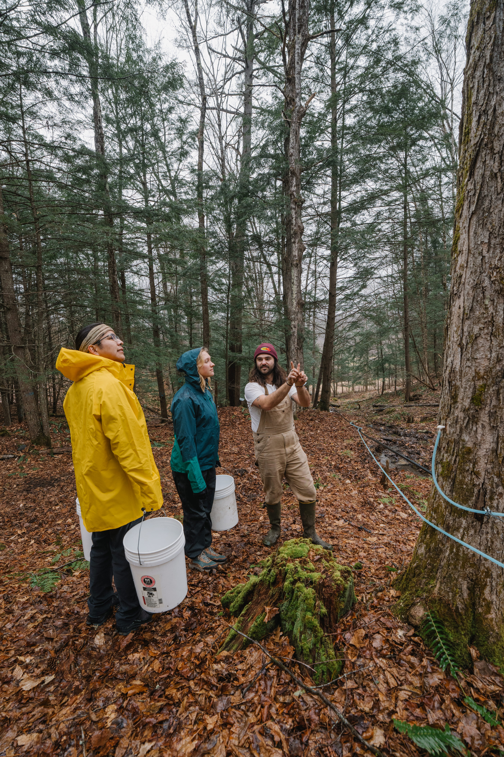 O-Farm sugar crew check on tap lines