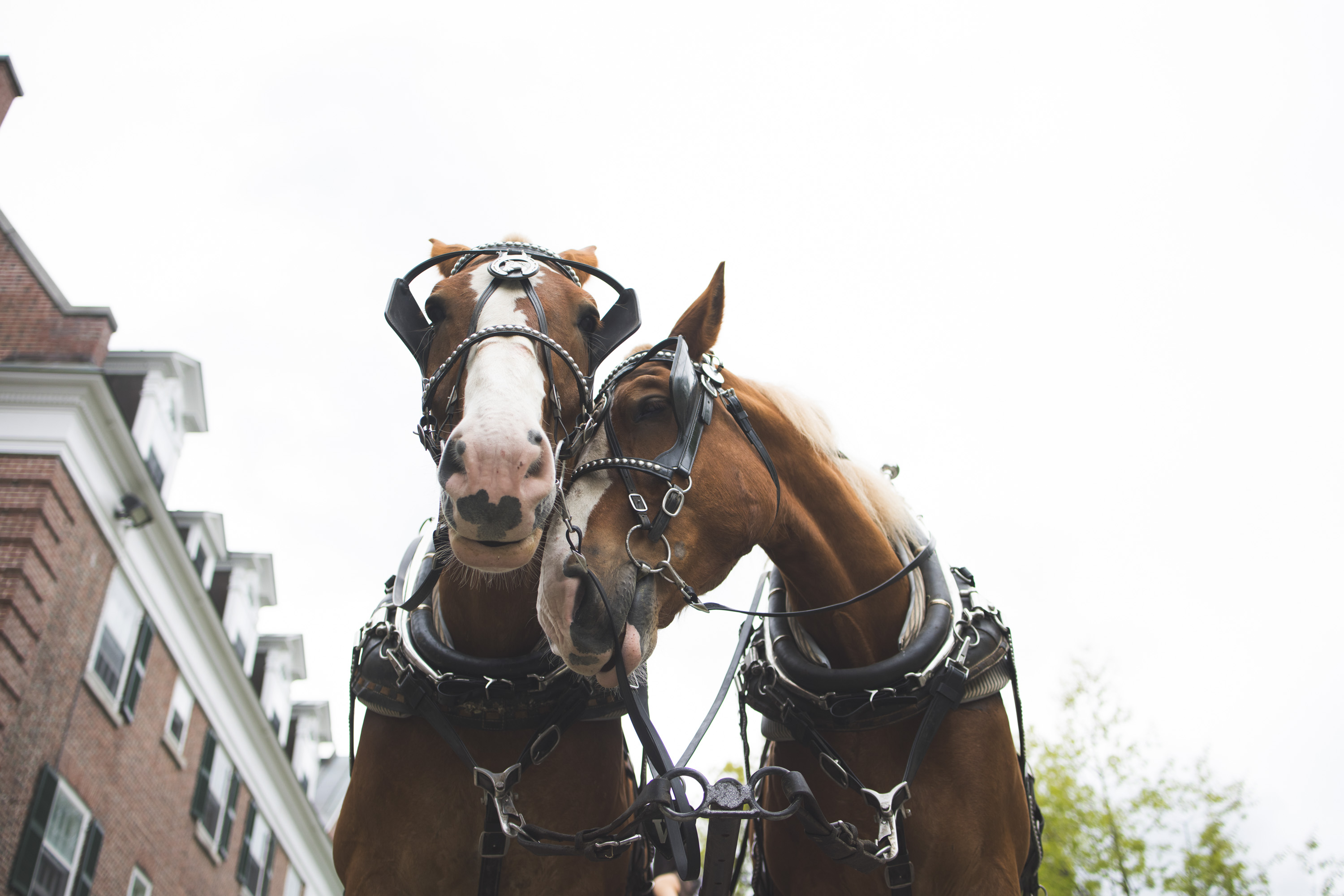 Draft horses Jake and Rudy nuzzling