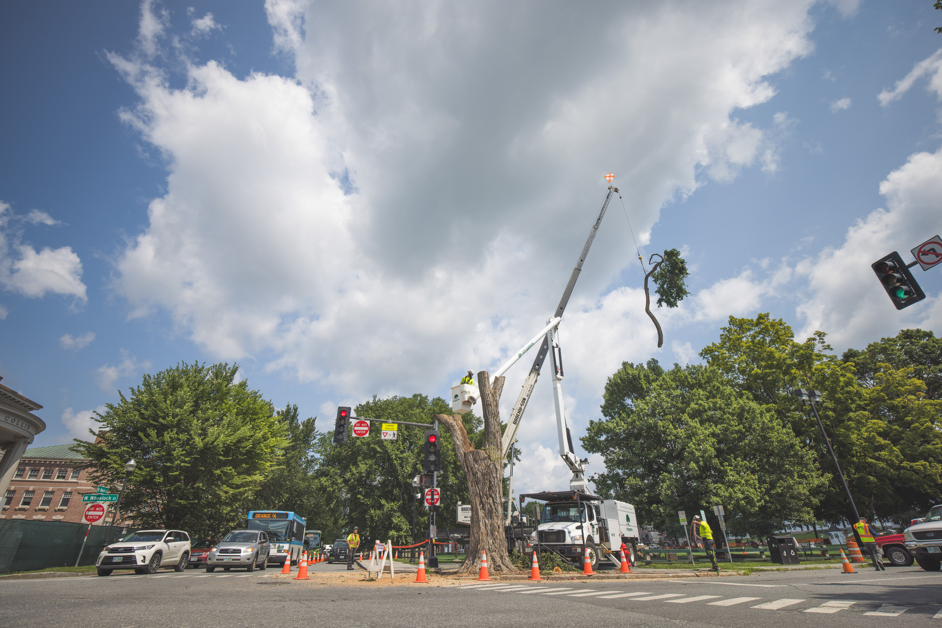 The Oak tree on the corner of the green coming down