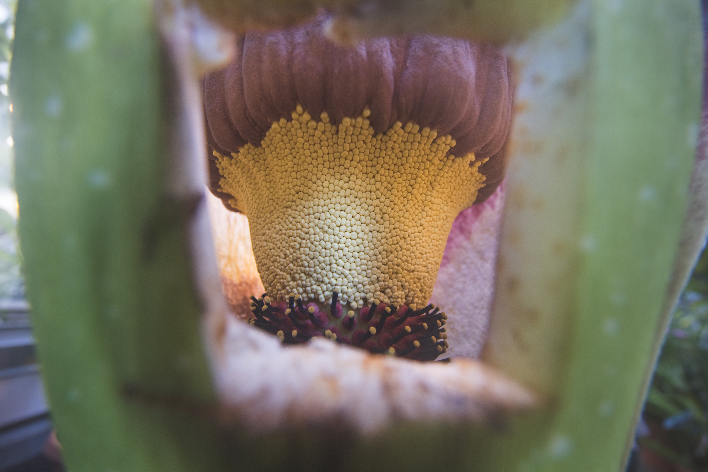 Corpse flower "Morphy" blooming