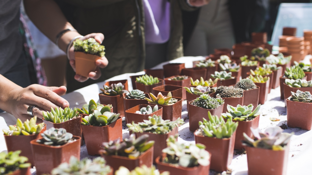 Succulent plants at Unwind Your Mind