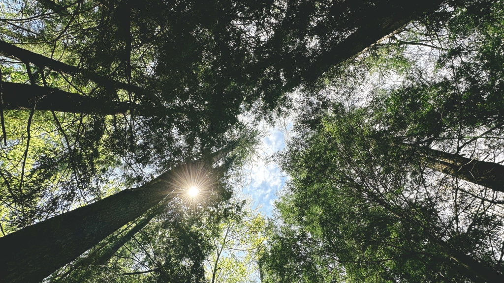 The sun shining through the trees at Pine Park