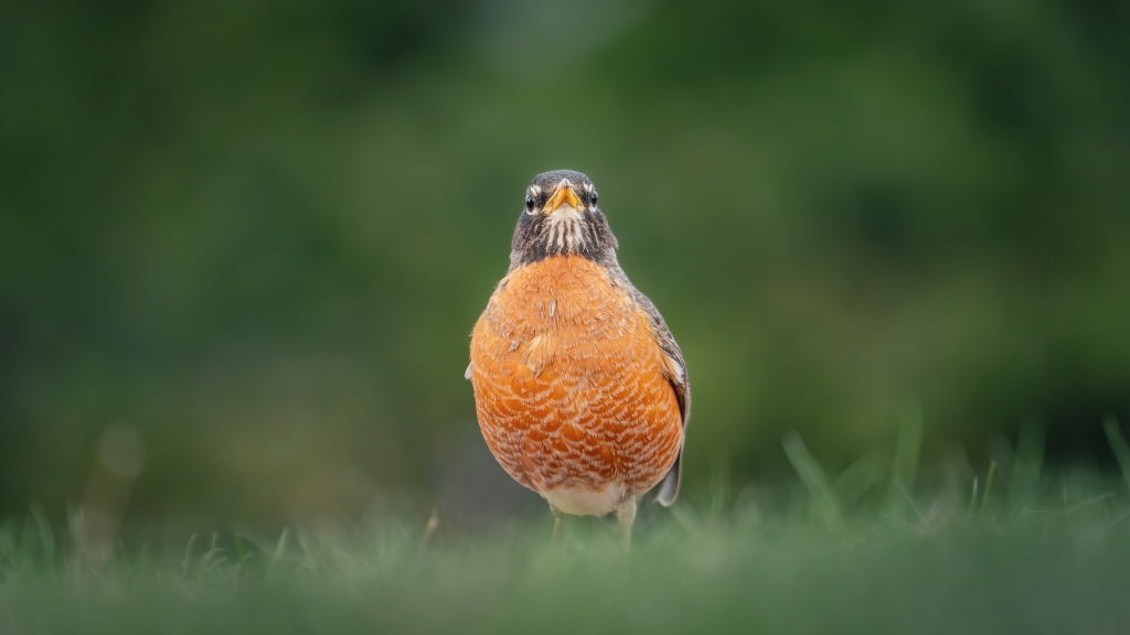 A robin standing in grass